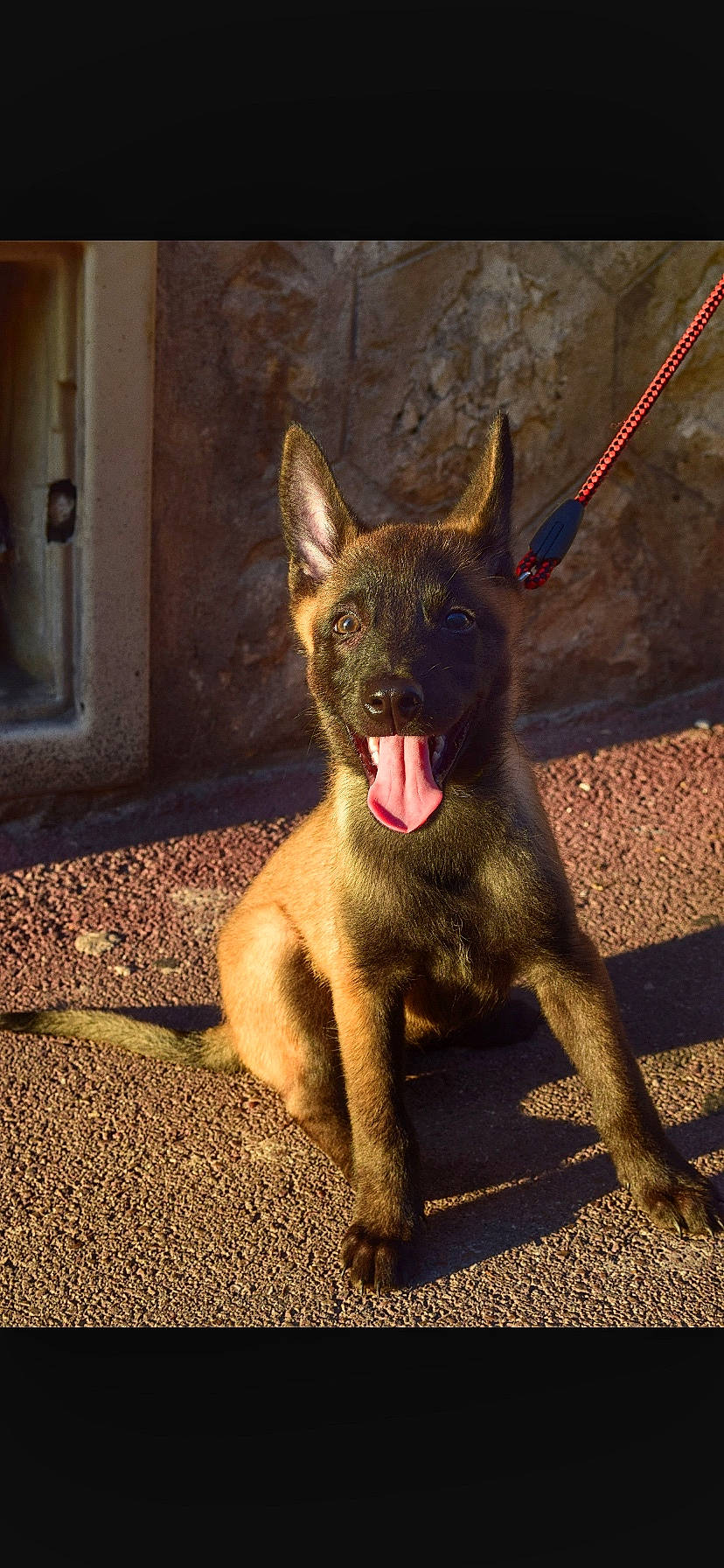 Naska participe au concours pour gagner de l'argent avec cette photo : ancient_dog_breeds, canidae, carnivore, dog, dog_breed, door, fawn, foot, fur, guard_dog, metal, non_sporting_group, paw, snout, sporting_group, tail, terrestrial_animal, window, working_animal, working_dog