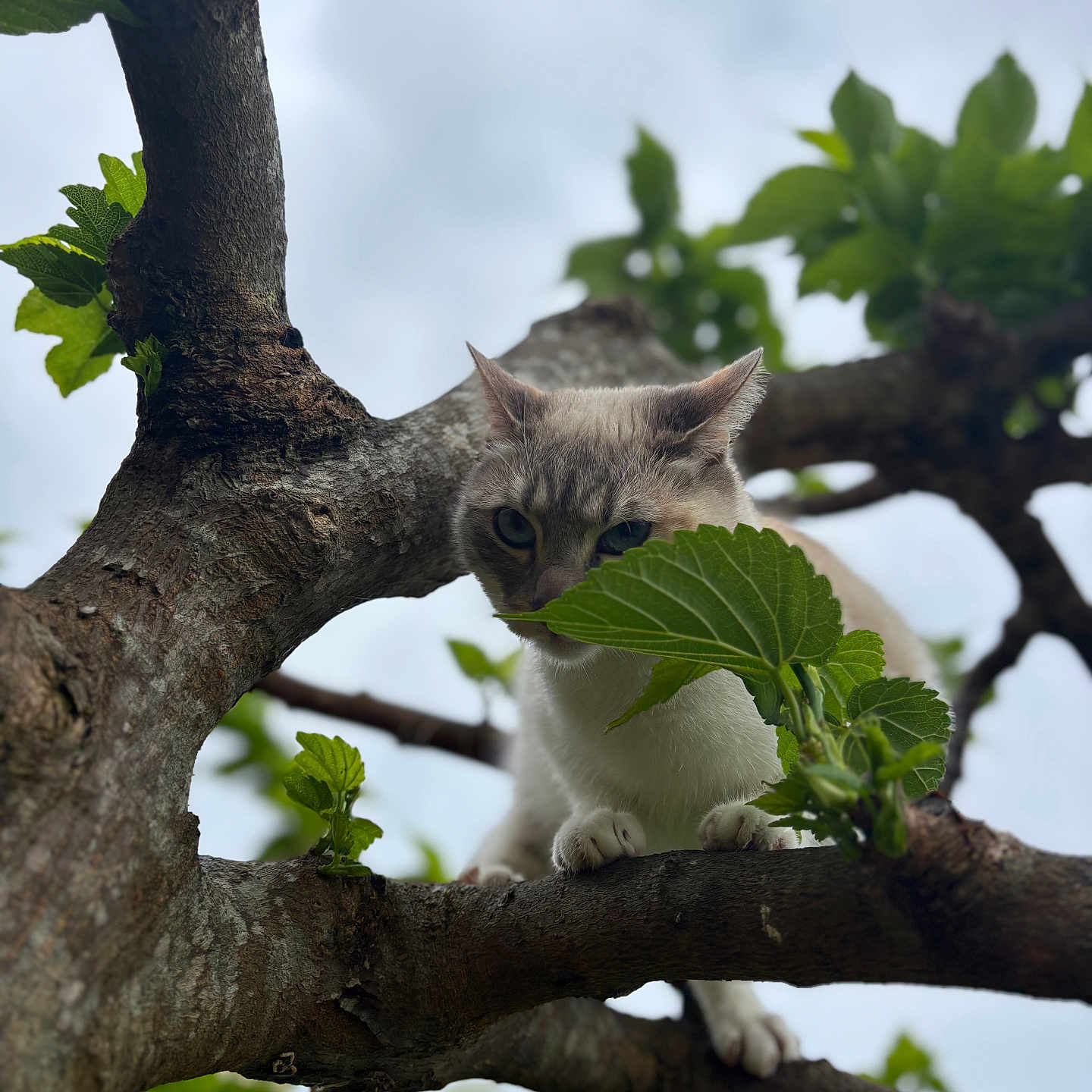 Naya a rejoint le concours — aidez-le/la à gagner de superbes lots ! animal, background_blur, branch, cat, climbing, closeup, curious, daylight, fur, green, leaf, mammal, nature, outdoor, paw, pet, plant, sky, tree, wildlife