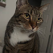 Zoe is registered to the contest to win money with this photo: cat, tabby, indoor, pet, animal, feline, whiskers, yellow_eyes, white_chest, curious, close_up, house, door, domestic, fur, portrait, mammal, sitting, quiet, background_blur