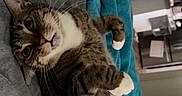 Zoe joined the competition — help win amazing prizes! cat, tabby_cat, pet, indoor, blanket, bed, feline, cute, relaxed, whiskers, paws, fur, cozy, house, animal, domestic, resting, looking, curious, soft