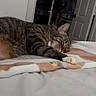 Zoe joined the competition — help win amazing prizes! cat, tabby, sleeping, blanket, bed, indoor, feline, relaxing, cozy, paw, striped, fur, domestic_animal, resting, home, door, room, soft, comfort, peaceful