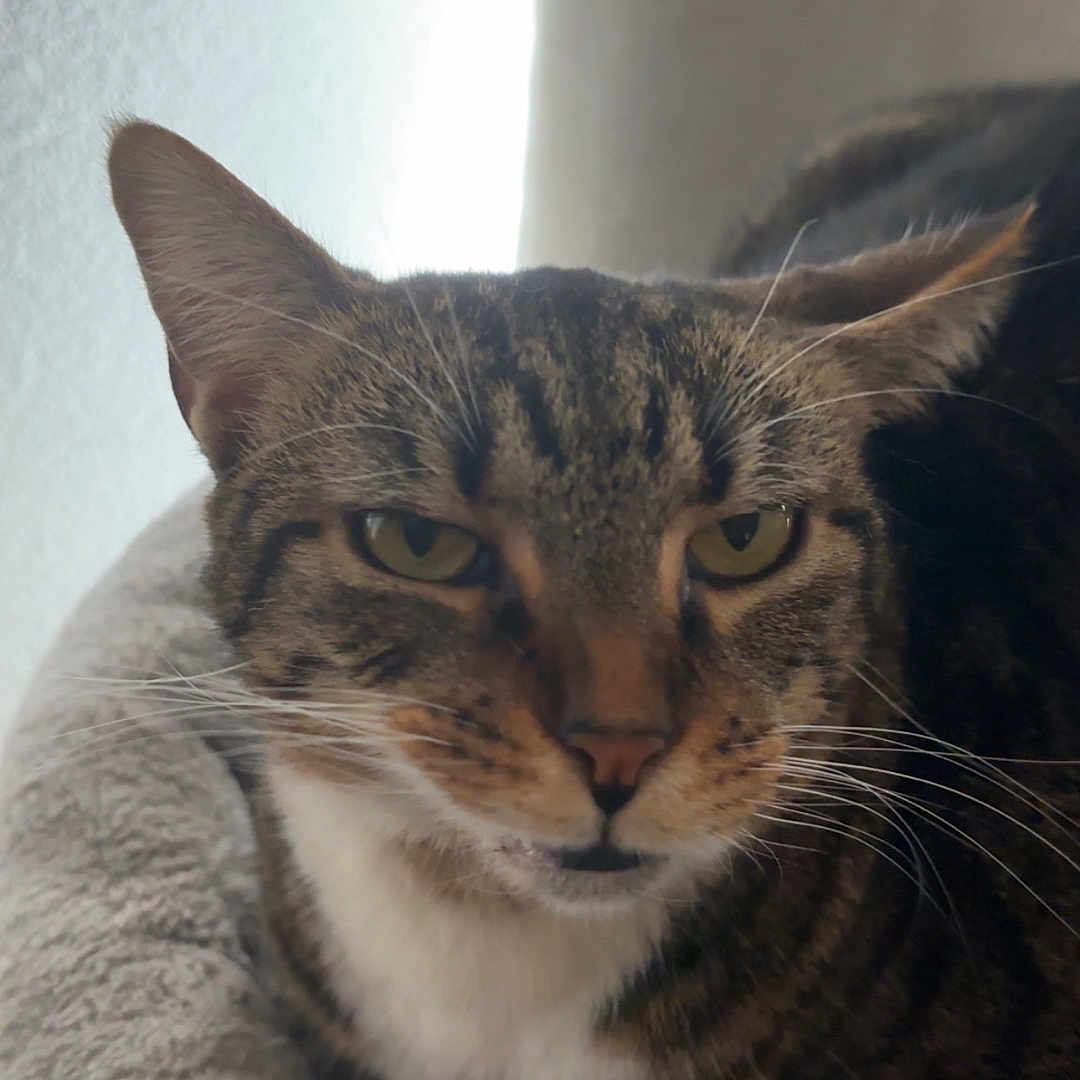 Zoe is registered to the contest to win money with this photo: cat, tabby_cat, pet, animal, feline, tabby, bed, resting, indoor, cozy, whiskers, ears, fur, closeup, portrait, sleepy, comfort, cute, domestic_cat, relaxed