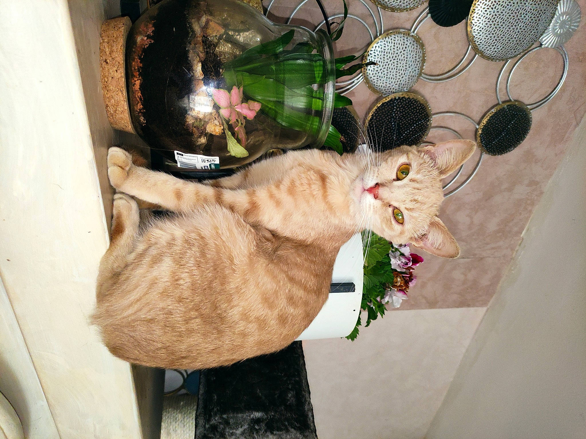 Aby participe au concours pour gagner de l'argent avec cette photo : canidae, carnivore, cat, collar, comfort, domestic_short_haired_cat, event, fawn, felidae, flower_arranging, fur, light, ornament, plant, rose, small_to_medium_sized_cats, sporting_group, tail, tree, whiskers