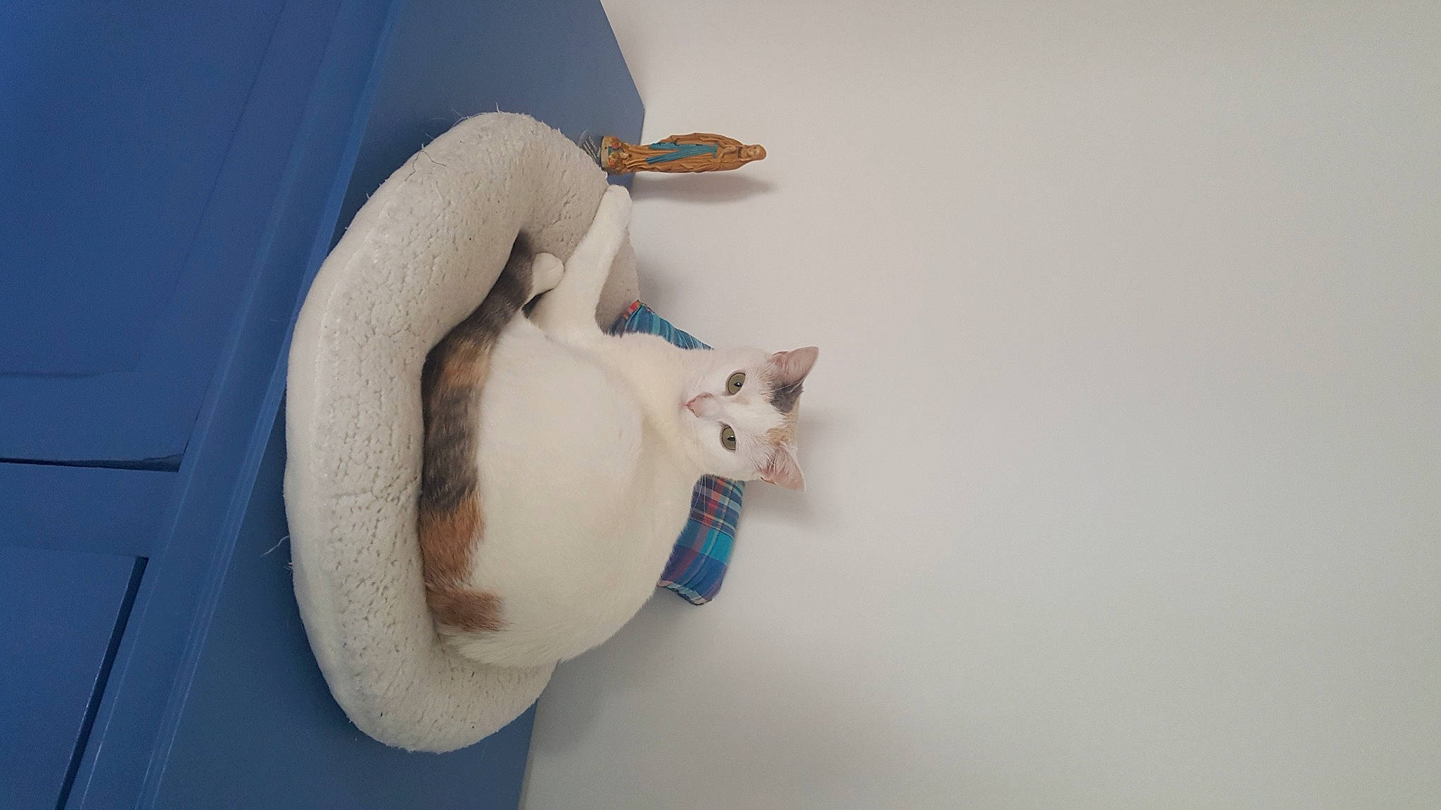 Coton participe au concours pour gagner de l'argent avec cette photo : abdomen, canidae, carnivore, cat, comfort, companion_dog, dog_breed, domestic_short_haired_cat, ear, fawn, felidae, fur, non_sporting_group, paw, small_to_medium_sized_cats, stuffed_toy, tail, whiskers, window, wood