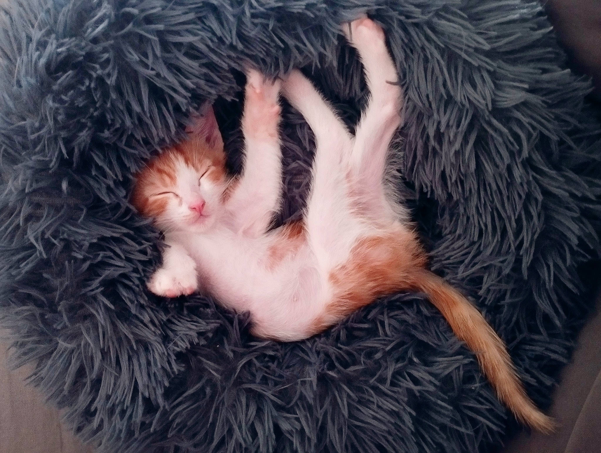 Jumpi participe au concours pour gagner de l'argent avec cette photo : ball, canidae, carnivore, cat, dog_breed, ear, eye, eyelash, fawn, felidae, hair, head, human_body, natural_material, paw, small_to_medium_sized_cats, snout, tail, terrestrial_animal, whiskers