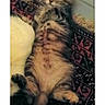 animal, belly, blanket, cat, ears, eyes, face, fur, indoor, kitten, lying_down, paws, pet, portrait, relaxed, sleepy, tabby, tail, textile, whiskers