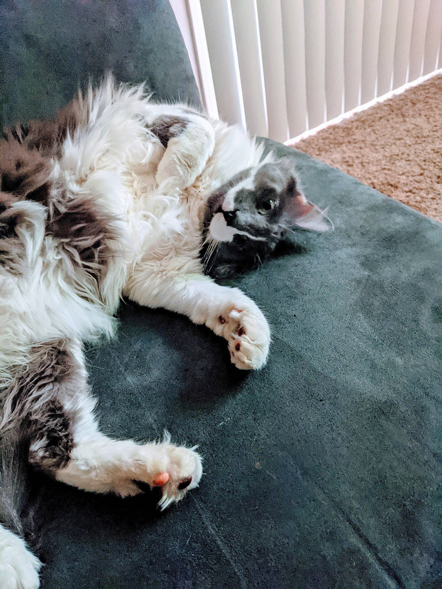 Kenny is registered to the contest to win money with this photo: canidae, carnivore, cat, claw, comfort, companion_dog, dog_breed, fawn, felidae, flooring, fur, grey, nap, paw, sleep, small_to_medium_sized_cats, snout, sporting_group, tail, whiskers