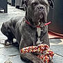 Ranger participe au concours pour gagner de l'argent avec cette photo : dog, pet, rope_toy, outdoor, patio, furniture, canine, animal, playful, resting, muscular, collar, gray_coat, paws, floor, relaxed, toy, closeup, muzzle, ears