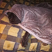 Ranger a rejoint le concours — aidez-le/la à gagner de superbes lots ! dog, blanket, bed, paw, cozy, indoor, resting, fur, animal, pet, sleepy, comfort, soft, brown, cute, relaxed, canine, home, comforting, warm