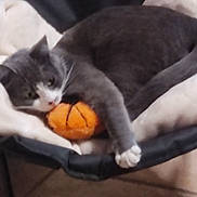 Ayna a rejoint le concours — aidez-le/la à gagner de superbes lots ! animal, basketball_toy, blanket, cat, cozy, cute, domestic_cat, feline, fur, gray_cat, indoor, paw, pet, plush_toy, relaxed, resting, sleepy, soft_texture, toy, white_paws