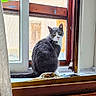 cat, gray_cat, white_cat, window, windowsill, curtain, indoor, pet, animal, feline, looking_back, yellow_eyes, natural_light, cozy, rustic, fur, sitting, domestic, home, curious