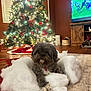 Willow joined the competition — help win amazing prizes! dog, stuffing, rug, christmas_tree, holiday, lights, ornaments, living_room, television, football_game, wooden_floor, furniture, basket, decor, pet, cozy, indoor, animal, festive, cheerful