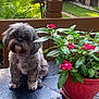 Willow is registered to the contest to win money with this photo: dog, flower_pot, pink_flowers, green_leaves, black_tablecloth, outdoor, wooden_fence, garden, pet, plant, nature, cute, small_dog, fur, sitting, backyard, sunlight, colorful, peaceful, decorative_pot