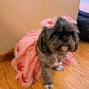 Willow joined the competition — help win amazing prizes! dog, pet, dress, pink, floor, wooden_floor, indoor, small_dog, cute, fluffy, accessories, hair_bow, animal, adorable, sitting, furniture, home, wall, costume, red