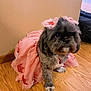 dog, pet, dress, pink, floor, wooden_floor, indoor, small_dog, cute, fluffy, accessories, hair_bow, animal, adorable, sitting, furniture, home, wall, costume, red