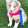 animal, blue, brown, cute, dog, ears, eyes, fur, grass, harness, leash, nature, nose, outdoor, pet, pink, puppy, sitting, white, young