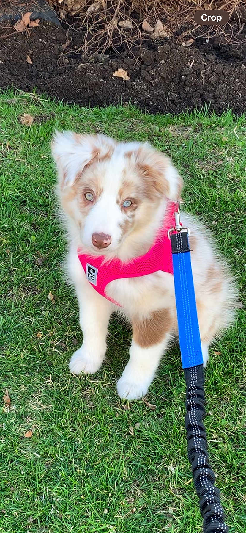 Juno