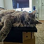cat, sleeping, fluffy, gray, cardboard_box, paw, living_room, television, door, carpet, furniture, indoor, relaxed, resting, household, cozy, pet, domestic, animal, napping