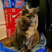 Princess is registered to the contest to win money with this photo: cat, feline, pet, plastic_bag, water_bag, soda_boxes, coca_cola, mountain_dew, fanta, indoor, floor, brown_fur, green_eyes, sitting, still_life, container, cardboard, stacked, domestic_animal, household