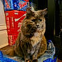 cat, feline, pet, plastic_bag, water_bag, soda_boxes, coca_cola, mountain_dew, fanta, indoor, floor, brown_fur, green_eyes, sitting, still_life, container, cardboard, stacked, domestic_animal, household