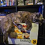 cat, sleeping, fluffy, box, snacks, baked, chips, indoor, bookshelf, books, collectibles, relaxed, furry, pet, animal, resting, cozy, home, furniture, shelf