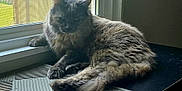 Princess joined the competition — help win amazing prizes! cat, gray_cat, fluffy, window, window_screen, mat, indoor, pet, feline, relaxed, resting, animal, fur, paw, tail, daylight, home, quiet, cozy, surface