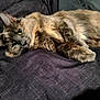 cat, fluffy, relaxed, lying_down, green_eyes, feline, pet, domestic_animal, fur, whiskers, close_up, indoor, resting, cute, animal, soft, cozy, sleepy, mammal, comfort