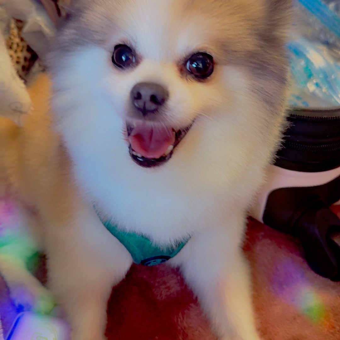 Jack joined the competition — help win amazing prizes! animal, bright_eyes, canine, carpet, cheerful, companion, cute, dog, domestic_animal, fluffy, friendly, fur, happy, indoor, pet, pomeranian, sitting, small_dog, smiling, tongue_out