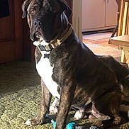 Thor is registered to the contest to win money with this photo: dog, brindle, indoor, carpet, toy, rope_toy, ball, brown, white_chest, seated, pet, collar, furniture, wooden_chair, kitchen, floor, domestic, animal, companion, home
