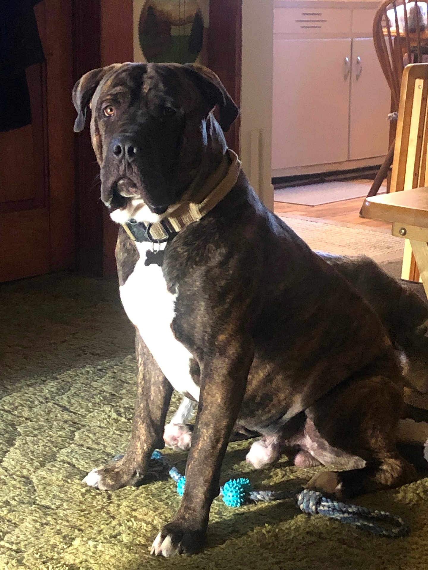 Thor is registered to the contest to win money with this photo: dog, brindle, indoor, carpet, toy, rope_toy, ball, brown, white_chest, seated, pet, collar, furniture, wooden_chair, kitchen, floor, domestic, animal, companion, home