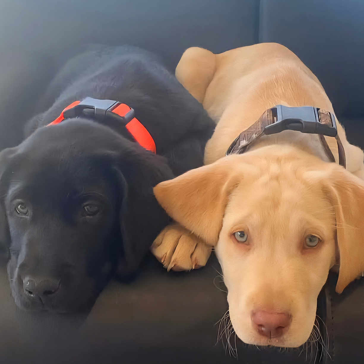 Wesson And Gunner is registered to the contest to win money with this photo: animal, blade, canine, doctor, dog, dogbed, goldenretriever, head, hound, labradorretriever, person, pet, pointer, policedog, puppy, razor, snout, veterinarian, walkingdog, weapon