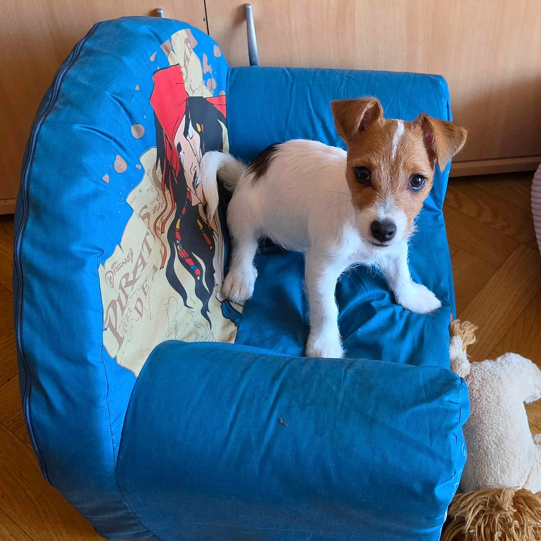 Babette a rejoint le concours — aidez-le/la à gagner de superbes lots ! puppy, dog, jack_russell_terrier, pet, animal, blue_chair, sitting, standing, brown_and_white, floppy_ears, short_hair, blue_eyes, indoors, wooden_floor, furniture, toy, stuffed_animal, portrait, cute, home