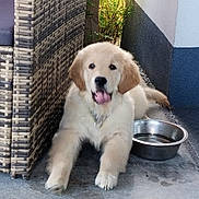 Asia participe au concours pour gagner de l'argent avec cette photo : puppy, dog, golden_retriever, water_bowl, porch, wicker_chair, tongue_out, pet, canine, young_dog, outdoor, resting, fur, collar, concrete_floor, greenery, sunlight, happy, domestic_animal, animal