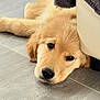 Asia participe au concours pour gagner de l'argent avec cette photo : golden_retriever, puppy, dog, pet, lying_down, floor, indoor, couch, fur, canine, cute, animal, relaxed, head, resting, tile_floor, close_up, young_dog, companion, domestic_animal