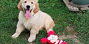 Asia participe au concours pour gagner de l'argent avec cette photo : puppy, dog, golden_retriever, grass, toy, plush_toy, garden, plants, potted_plants, wooden_shelf, outdoor, happy, tongue_out, cute, pet, animal, smiling, summer, nature, playful
