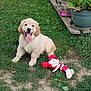 puppy, dog, golden_retriever, grass, toy, plush_toy, garden, plants, potted_plants, wooden_shelf, outdoor, happy, tongue_out, cute, pet, animal, smiling, summer, nature, playful