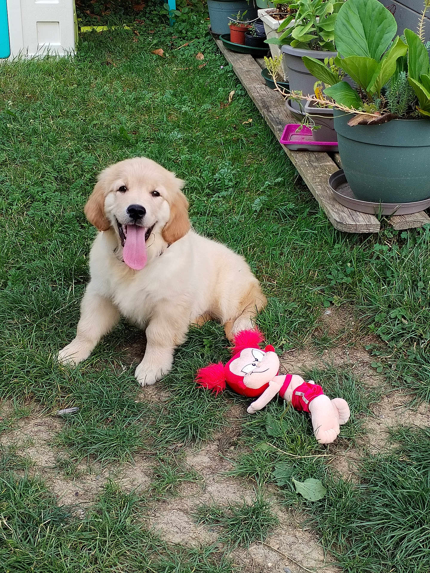 Asia participe au concours pour gagner de l'argent avec cette photo : puppy, dog, golden_retriever, grass, toy, plush_toy, garden, plants, potted_plants, wooden_shelf, outdoor, happy, tongue_out, cute, pet, animal, smiling, summer, nature, playful