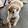 Asia participe au concours pour gagner de l'argent avec cette photo : puppy, golden_retriever, dog, pet, toy, rope_toy, floor, tile, indoor, animal, fur, cute, playful, paws, laying_down, young, domestic_animal, mammal, looking_at_camera, adorable