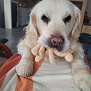 Jeana Dukinson participe au concours pour gagner de l'argent avec cette photo : animal, blanket, canine, cockerspaniel, couch, dog, eskimodog, furniture, goldenretriever, homedecor, hound, indoors, labradorretriever, linen, pet, puppy, shelf, terrier, towel, whitedog