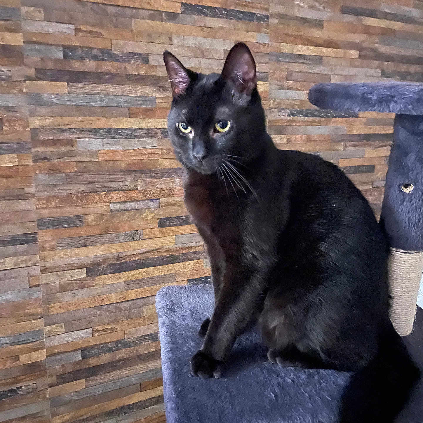 Ulysse a rejoint le concours — aidez-le/la à gagner de superbes lots ! abyssinian, animal, blackcat, cat, chair, egyptiancat, furniture, hardwood, indoors, interiordesign, kitten, manx, pet, plywood, slate, wood
