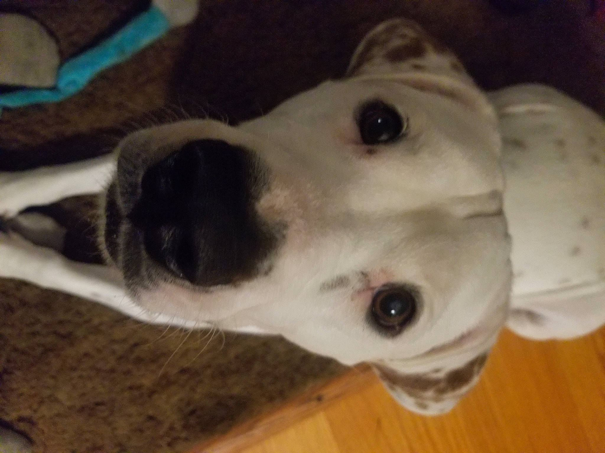 Whitey is registered to the contest to win money with this photo: canidae, carnivore, collar, companion_dog, dog, dog_breed, ear, fawn, non_sporting_group, pet_supply, sporting_group, terrestrial_animal, whiskers, wood, working_animal