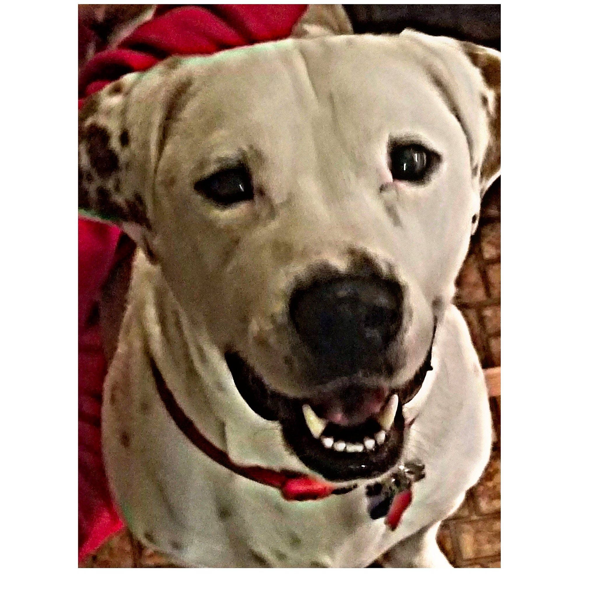 Whitey joined the competition — help win amazing prizes! canidae, carnivore, collar, companion_dog, dog, dog_breed, dog_collar, fang, fawn, fur, metal, non_sporting_group, pet_supply, rectangle, snout, sporting_group, whiskers, working_animal