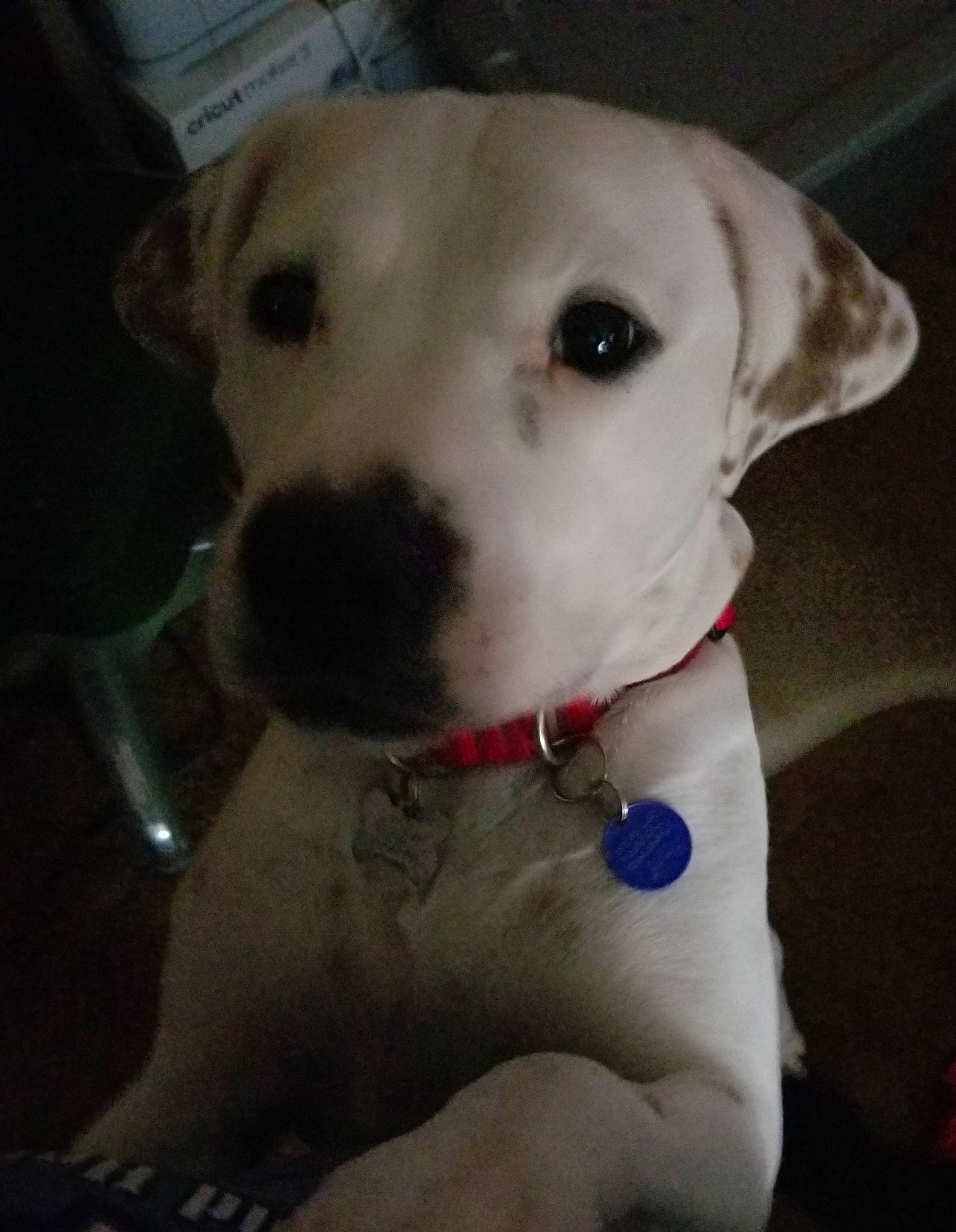 Whitey is registered to the contest to win money with this photo: canidae, carnivore, collar, companion_dog, dog, dog_breed, dog_collar, dog_supply, ear, fawn, fur, non_sporting_group, pet_supply, puppy, snout, sporting_group, whiskers, working_animal