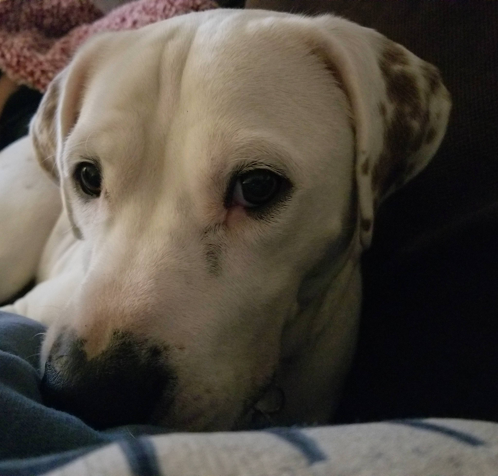 Whitey is registered to the contest to win money with this photo: bored, canidae, carnivore, comfort, companion_dog, dog, dog_breed, ear, fawn, fur, non_sporting_group, snout, sporting_group, whiskers, working_animal