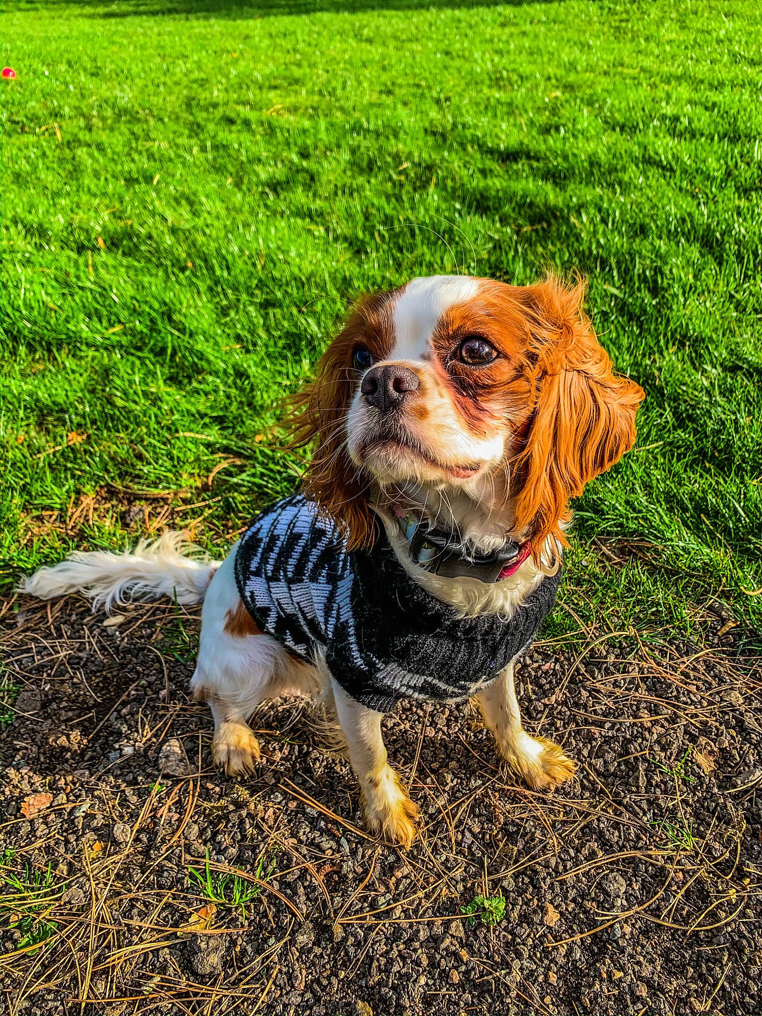 Francis is registered to the contest to win money with this photo: canidae, carnivore, cavalier_king_charles_spaniel, cocker_spaniel, companion_dog, dog, dog_breed, french_spaniel, grass, grass_family, king_charles_spaniel, lawn, leaf, mammal, plant, puppy, rare_breed_dog, spaniel, sporting_group, toy_dog