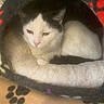 Oreo is registered to the contest to win money with this photo: cat, kitten, black_and_white, white_fur, black_fur, sleepy, resting, sitting, pet, animal, furry, whiskers, pink_nose, green_eyes, face, portrait, cozy, cat_bed, blanket, indoors