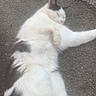Oreo is registered to the contest to win money with this photo: cat, white_cat, black_markings, fluffy, fur, sleeping, lying_down, belly_up, paws, tail, animal, pet, outdoor, pavement, asphalt, relaxed, nap, close_up, portrait, funny_pose