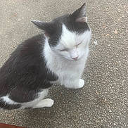 Oreo is registered to the contest to win money with this photo: cat, black_and_white, tuxedo_cat, animal, pet, feline, sitting, sleepy, closed_eyes, whiskers, ears, paws, fur, outdoor, pavement, asphalt, ground, portrait, close_up, wooden_edge