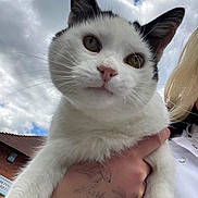 Oreo is registered to the contest to win money with this photo: cat, white_cat, black_markings, pet, animal, close_up, hand, tattoo, person, outdoor, sky, clouds, rooftop, feline, whiskers, ears, eyes, nose, fur, portrait