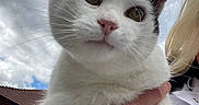 Oreo is registered to the contest to win money with this photo: animal, black_markings, cat, close_up, clouds, ears, eyes, feline, fur, hand, nose, outdoor, person, pet, portrait, rooftop, sky, tattoo, whiskers, white_cat
